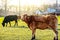 Cow red amid countryside.