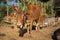 A cow with a red and a green horn rests in a barn after Pongal festival