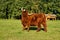 Cow, red Highland cattle Scottish Gaelic, on the pasture, scratching the back of horn