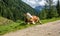 Cow resting in the mountains along the path. Rabbi valley, Trentino Alto Adige, Italy