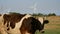 Cow rides on flies and scratches his ear with a hoofin at the farm with windmill