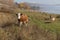 A cow rises on a hill from the shore of the Great Lake on the background of the village.