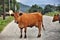 Cow on the road