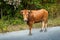 Cow on the road