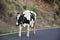 Cow on the road