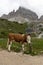 Cow rubbing itself against a signpost in the Italian Alps, Italy near Tre Cime di Lavaredo