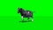 Cow runs - green screen