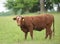 A cow in a rural pasture