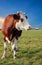 Cow on a rural pasture