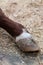 Cow`s front foot hoof in paddock on farm