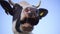 Cow's Head With Horns Close-up  In  Background Of Sky. Dairy Cow Chews Grass Gum In Slow Motion. 