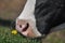 The cow`s mouth. Moist nostrils domestic cattle.