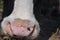 The cow`s mouth. Moist nostrils domestic cattle.