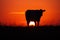Cow`s silhouttte at sunset in a meadow