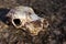 Cow`s skull lying on the withered grass