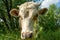 Cow`s small white calf in the field near the village