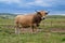 A cow with a salt lick in the mountain under a stormy sky