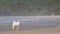 Cow on the sand at Second Beach, Port St Johns on the wild coast in Transkei, South Africa. People swim in the sea in the distance