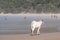Cow on the sand at Second Beach, Port St Johns on the wild coast in Transkei, South Africa. People swim in the sea in the distance
