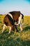 Cow Scratches Its Head With A Hoof In Spring Pasture. Cow Grazing