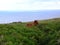 Cow on the seashore on Easter Island Rapa Nui, Chile