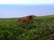 Cow on the seashore on Easter Island Rapa Nui, Chile