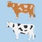 Cow, several cows. A realistic cow on a blue background.