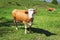 Cow, shackled with metal chain looking into camera, grazing on s