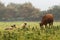 Cow and sheep grazing in a field