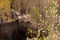 Cow Shiras Moose Close up