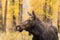 Cow Shiras Moose Portrait