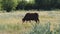 Cow silhouette in the dry grass