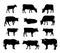 Cow silhouette - graphic vector silhouettes of cows, bull and calf