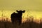 Cow silhouette with yellow sunset background