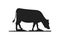 Cow silhouettes on grass. Cow grazing on meadow vector cartoon illustration.