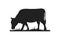 Cow silhouettes on grass. Cow grazing on meadow vector cartoon illustration.