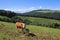 Cow of Simmental bread standing on the idyll pasture in Jura Mountains, Switzerland.