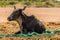 A cow sits on a rubbish heap in Jodhpur, Rajasthan, India