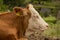 Cow sitting and grazing in nature with flies all over the place