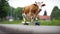 Cow On Skateboard Gets Spooked