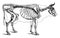 Cow skeleton I Antique Scientific Illustrations