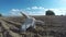 Cow skull in the field, time lapse 4K