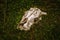 Cow skull in the grass
