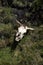 Cow skull in the grass in the Antisana Ecological Reserve, Ecuador