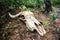 A cow skull on the ground in the countryisde of Oeiras - Brazil