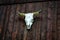 Cow skull on the wood wall of a cabin as a trophy