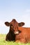 Cow sleep outside in meadow. Happy cows in field with blue sky.