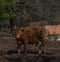 Cow and small calf in spring sunny day