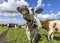 Cow is sniffing head up lifted, cheerful red and white milk cattle in a field, blue sky