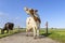 Cow is sniffing head up lifted, red and white milk cattle on a path in a field, blue sky